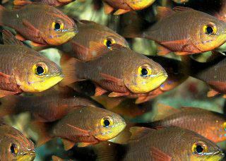 Dive the West Papua Province to see many different species of cardinalfish - photo courtesy of Richard Buxo