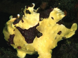 Clown Frogfish - diving with Dive The World