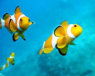 A breeding group of clown fish makes its presence felt - photo courtesy of Scuba Seraya