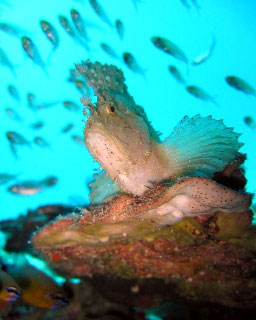 Cockatoo Leaffish, Raja Ampat - photo courtesy of friends of Pindito