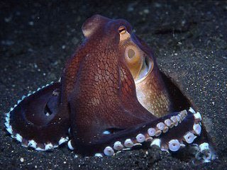 Octopus in Sulawesi - photo courtesy of Massimo Boyer, Celebes Divers
