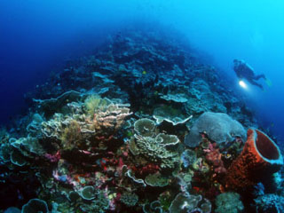 Diving in Wakatobi, Indonesia