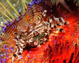 Zebra crabs can often be found on fire urchins in West Papua - photo courtesy of Pindito