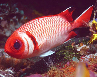 Splendid soldierfish, Raja Ampat - photo courtesy of friends of Pindito