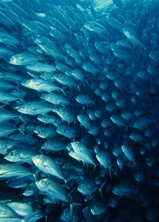 Sinai Peninsula diving at Ras Mohammed's Jackfish Alley - photo courtesy of ScubaZoo