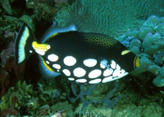 Clown triggerfish in Komodo Island, Indonesia