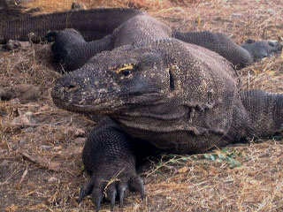 Komodo Dragon - photo courtesy of Paul Flaxman