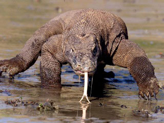 A dragon foraging on the beach - photo courtesy of Komodo National Park