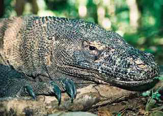 A Komodo dragon