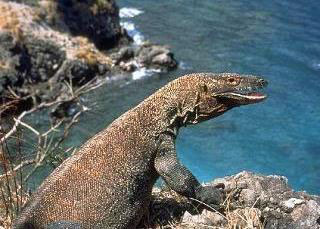 Komodo Dragon, Indonesia