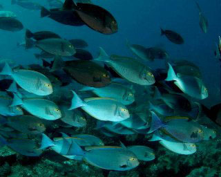 Schooling surgeonfish in Komodo National Park - photo courtesy of Richard Buxo