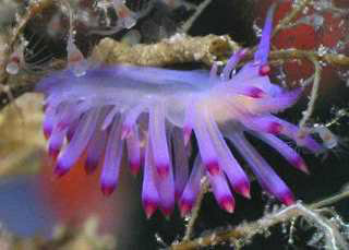 Thai Flabellina nudibranch - photo coutesy of ReefWatch