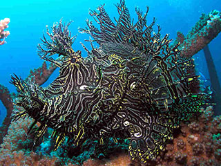 A photographers' favourite, the lacy scorpionfish