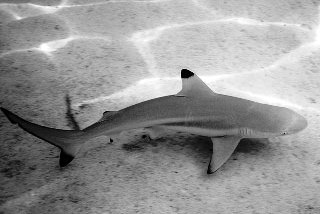 Blacktip reef shark patrolling the shallows at Pulau Lankayan, Sabah