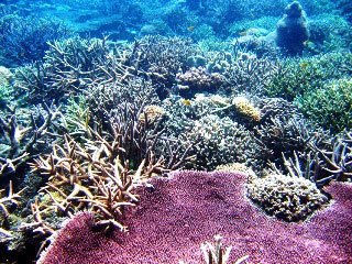 Hard coral reef at Lankayan Island, Malaysia