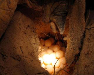 Viewing turtle nesting and egg hatching are just 2 of the activities readily available for guests at Lankayan, Borneo