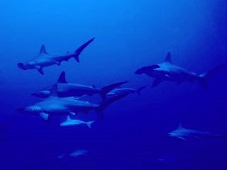 Dive Layang Layang for encounters with hammerhead sharks