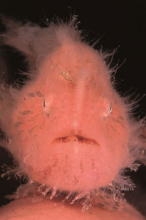 Hairy frogfish, Lembeh Strait, Indonesia - photo courtesy of Silent Symphony