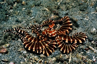 Mimic octopus - photo courtesy of Lembeh Resort