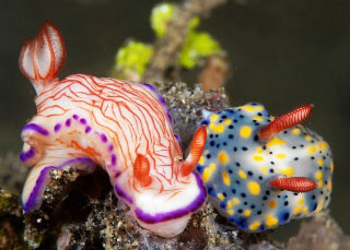 A vast array of colourful nudibranchs is just one of the many attractions of diving in Raja Ampat, Indonesia - photo courtesy of Serge Abourjeily