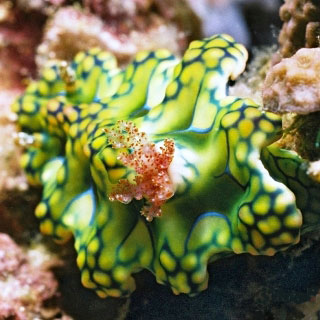Colourful nudibranchs abound when diving in the Lembeh Strait
