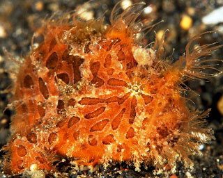 Dive the Lembeh Strait with striated frogfish, near Manado, Sulawesi in Indonesia - photo courtesy of Serge Abourjeily