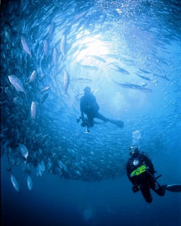 Schooling chevron barracuda at Sipadan, Malaysia - photo courtesy of Borneo Divers