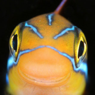 Fangblenny at House Reef, Mataking, Malaysia - photo courtesy of ScubaZoo