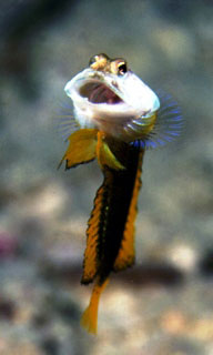 Unidentified jawfish - Borneo, Malaysia - photo by Matt Oldfield of ScubaZoo