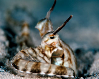 Close up of a mimic octopus - photo coutesy of ScubaZoo