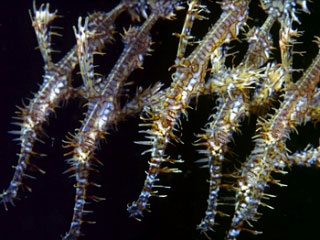 Ornate ghostpipefish - photo courtesy of ScubaZoo