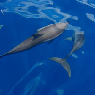 Dolphins in the Maldives - photo courtesy of Macana
