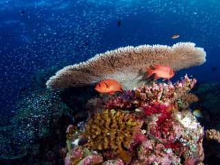 Diving at Haa Dhaalu Atoll, Maldive Islands - photo courtesy of Josef Hochreiter