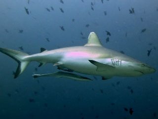 Grey reef sharks are one of the star attractions at Felidhoo (Vaavu) Atoll in the Maldives - photo courtesy of Explorer Ventures