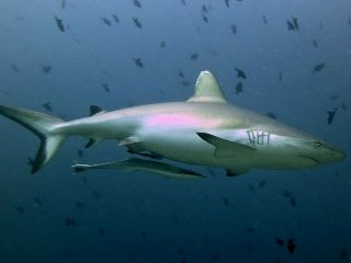 Grey reef sharks are one of the star attractions at Felidhoo (Vaavu) Atoll in the Maldives - photo courtesy of Explorer Ventures
