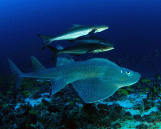 Guitar sharks can be found when you're scuba diving in Maldives at the Far North Atolls - photo courtesy of Josef Hochreiter