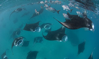 Manta soup in Hanifaru Bay