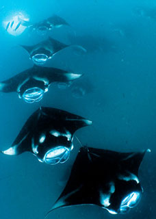 Diving with whale sharks and manta rays in the Maldives - photo courtesy of ScubaZoo