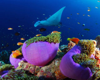 Diving with mantas at Haa Alifu Atoll, Maldives - photo courtesy of Josef Hochreiter