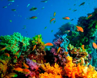 Colourful soft coral scenes. Diving at Baa Atoll in Maldives - photo courtesy of ScubaZoo