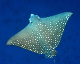 Eagle rays in the Maldive Islands - photo courtesy of ScubaZoo