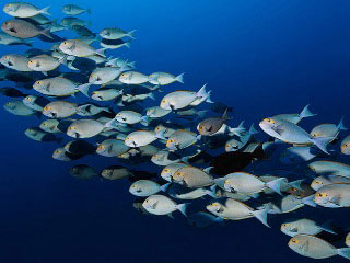 Scuba diving in Maldives with surgeonfish - photo courtesy of Werner Lau/copyright U. Kefrig