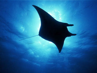 Manta ray - Dive The World
