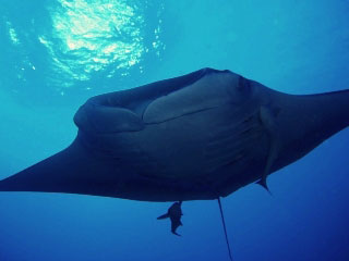 Red Sea scuba diving with manta rays - photo courtesy of Matthias Schmidt