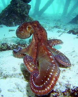 Red octopus under the Mataking jetty
