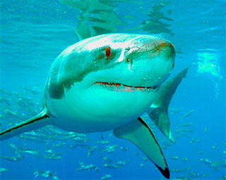 Great white shark at Guadalupe Island, Mexico - photo courtesy of Solmar V