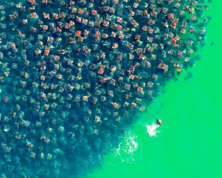 Massive school of mobula rays off the coast of Mexico's Baja California