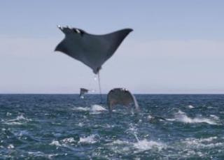 Mobula rays breaching in Baja California - © CPTM /Photo: Ricardo Espinosa-reo.