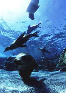 A group of sea lions at play in the Sea of Cortez - photo courtesy of Sea Escape A group of sea lions at play in the Sea of Cortez - photo courtesy of Sea Escape