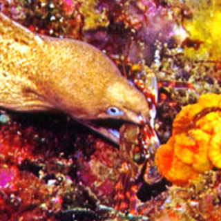 Moray eel eating a crab - photo courtesy of Marcel Widmer Seasidepix.com